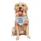 White Indianapolis Colts Samuel Womack III   Dog & Cat Pet Bandana